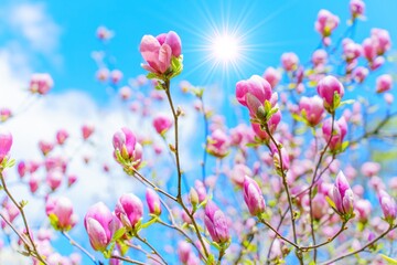Pink Magnolia Tree in Full Bloom with Sunlight Background