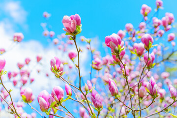 Obraz na płótnie Canvas Pink Magnolia Tree in Full Bloom against Blue Sky