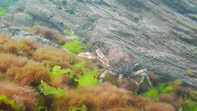 spider crab walking across the sea floor 