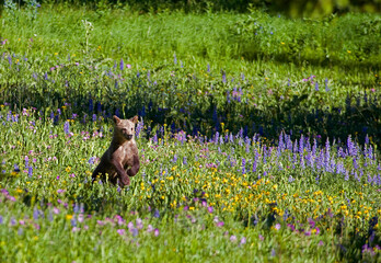 Grizzly Bear Cub Running in Wildflowers © George Erwin Turner