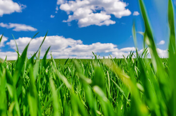 Obraz premium Young winter wheat in a field against a blue sky. Green grass in early spring.