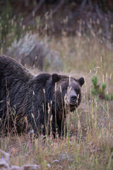 Obraz na płótnie Canvas Grizzly Bear, Ox Bow Area, Hiding in Grass