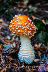 Amanita mushroom in the Pacific Northwest forest