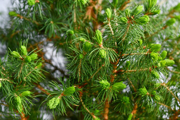 New growth during spring on 'Picea Glauca' spruce tree
