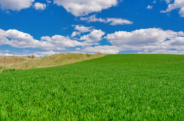 A field of green young winter crops under a blue sky with clouds. Windows XP style wallpaper