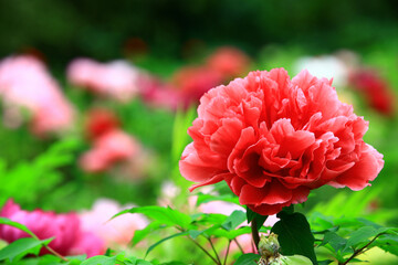 blooming red Peony flower with soft background,close-up of red Peony flower blooming in the garden 