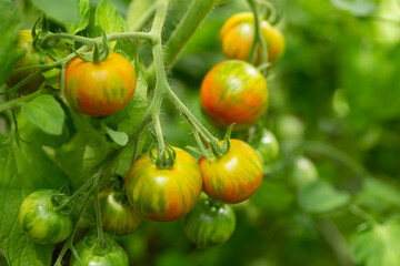 Bunch of raw tomatoes hanging on the tomato plant. Growing tomatos in a greenhouse