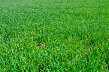 Winter green wheat on the field. Spring green grass