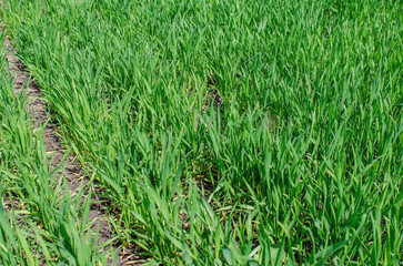 Winter green wheat on the field. Spring green grass