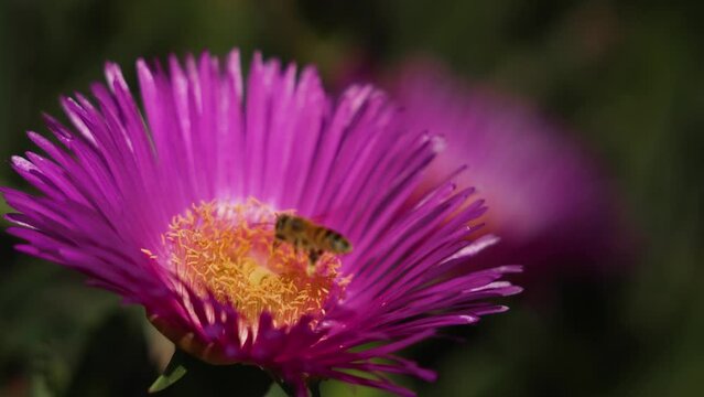 Abeille butine une fleur au printemps puis s'en va.