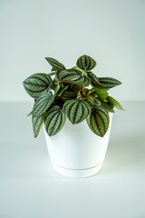 Small green peperomia plant with small striped leaves as a houseplan in a white pot on light background