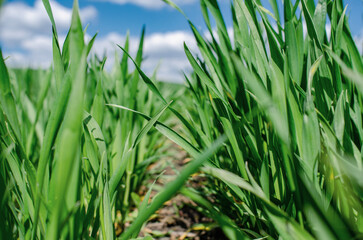 Green sprouts of winter wheat on the field. Close-up