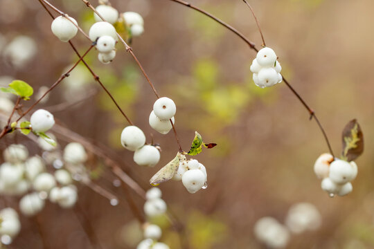 White berries of poisonous common snowberry, Symphoricarpos albus during late autumn in Estonian nature
