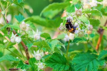 Bumblebee on a flower. The insect pollinates raspberry flowers