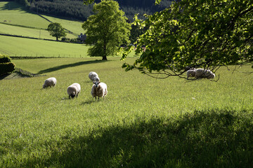 Sheep on field - countryside view