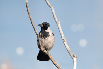Hooded crow (Corvus corone cornix) perched on a branch of a dead tree at the beginning of spring in...