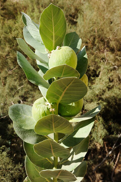 Poisonous Tree Apple of Sodom (Calotropis procera) in the natural reserve of Ein Gedi on the Dead Sea in Israel.