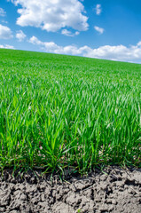 Winter wheat on the edge of the field. Contrast. Green wheat germ in the spring field