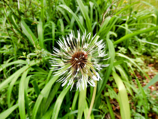 Close up of a dandelion seed head following heavy rain
