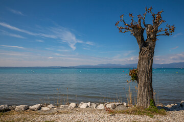 Einsamer Baum am See