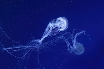 Group of fluorescent jellyfish swimming underwater aquarium pool. - obrazy, fototapety, plakaty