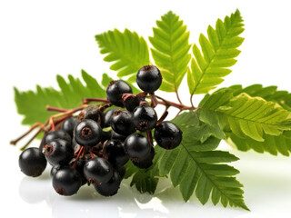 Black rowan with green leaf