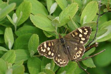 Closeup on the brown Speckled wood butterfly, Pararge aegeria with spread wings on a shrub