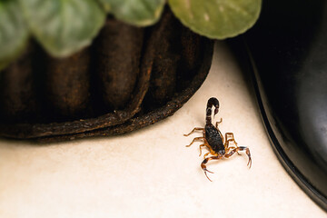 Scorpion inside the bathroom. Venomous animal near the bathroom drain. need for fingering,...