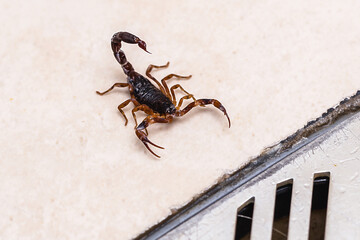 Scorpion inside the bathroom. Venomous animal near the bathroom drain. need for fingering, poisonous scorpion, macro photography
