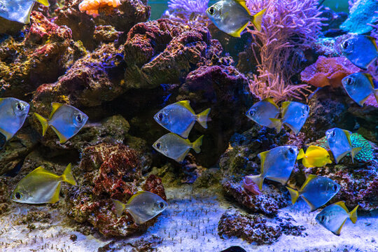 Monodactylus argenteus, silver moonyfish, silver moony, butter bream, diamondfish in aquarium