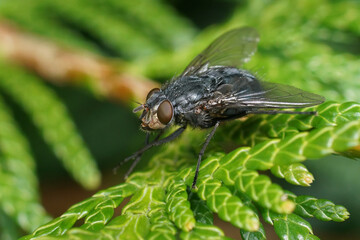 Closeup on a Calliphora vicina, a bluebottle, cosmopolitan, fly, in the garden