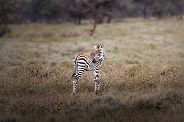 Cute wild zebra baby, foal, in the savannah in the Serengeti National Park, Tanzania, Africa