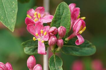 Closeup on the fresh red colored flowers of the Tatarian honeysuckle shrub, Lonicera tatarica in the garden