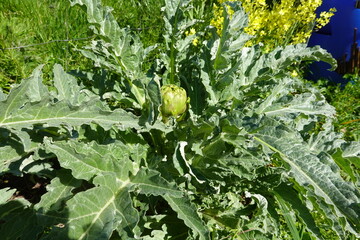 Cultivo de la alcachofa en el huerto urbano familiar ecológico. Fruto de la alcachofa en el campo