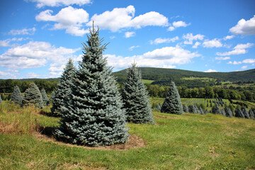 blue spruce trees in meadow with blue sky, clouds, green grass, spring, summer view (farm tree fir...