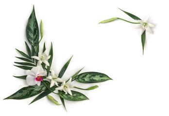 Tropical palm leaves and dieffenbachia, white pink flower orchid, and white flowers tropical on white background with space for text. Top view, flat lay