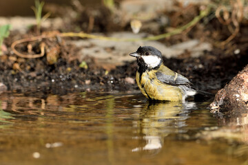 carbonero común (Parus major) bañándose en el estanque