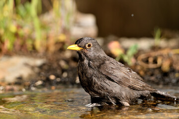 mirlo (Turdus merula) bañándose en el estanque del parque
