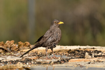 mirlo (Turdus merula) bañándose en el estanque del parque