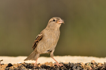 gorrión común hembra comiendo semillas (Passer domesticus)