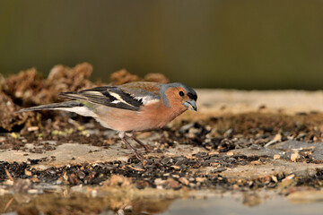 Pinzón vulgar macho en el suelo del bosque (Fringilla coelebs)