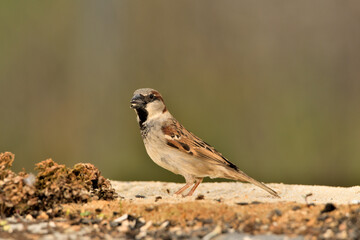 gorrión común macho posado en el suelo (Passer domesticus)