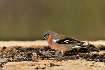 Pinzón vulgar macho en el suelo del bosque (Fringilla coelebs)