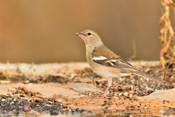 Pinzón vulgar hembra en el suelo del bosque (Fringilla coelebs)