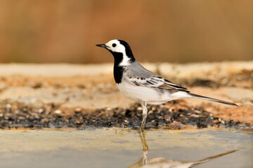 lavandera blanca​ o aguzanieves en el estanque del parque (Motacilla alba). Marbella Andalucía España