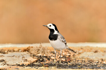 lavandera blanca​ o aguzanieves en el estanque del parque (Motacilla alba). Marbella Andalucía...