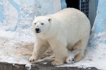 Polar bears (Ursus maritimus) - mother and two cub