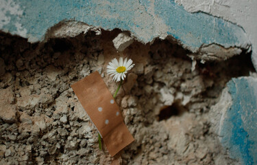 Ein Pflaster und ein Gänseblümchen an einer alten Mauer