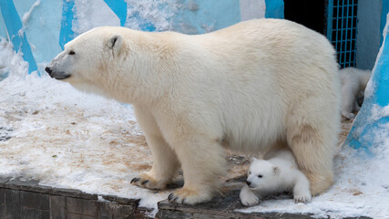 Polar bears (Ursus maritimus) - mother and two cub