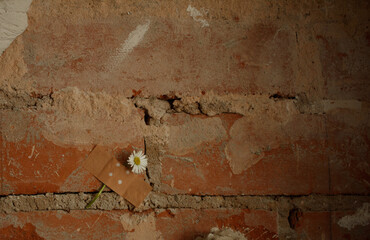 Gänseblümchen und Pflaster an einer alten Mauer